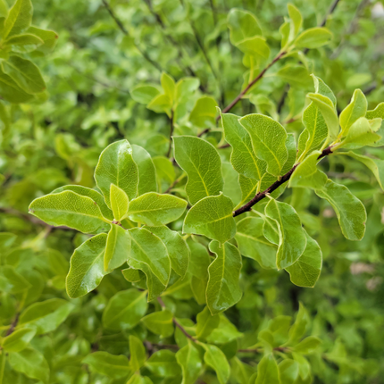Pittosporum nigricans de hojas onduladas y tallos negros distintivos