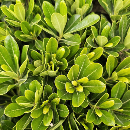 Pittosporum tobira verde denso ideal para paisajismo rústico