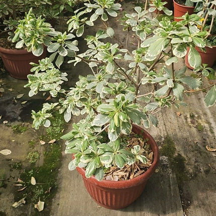 Pittosporum tobira arbusto perenne para setos con flor blanca