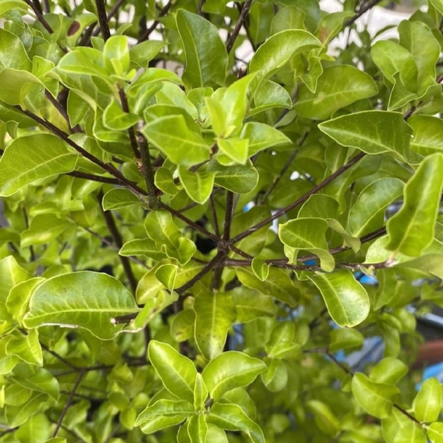 Pitosporo Negro Pittosporum nigricans, arbusto de hojas onduladas