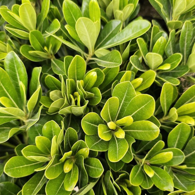 Pitosporo Enano Pittosporum tobira, arbusto compacto resistente