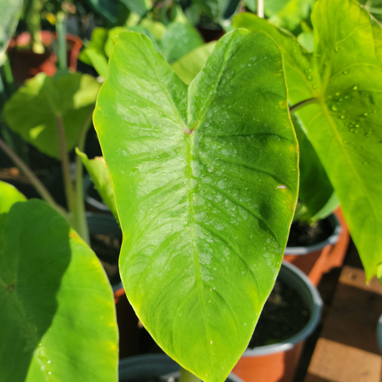 Colocasia Royal Hawaiian Maui de hojas grandes color púrpura oscuro