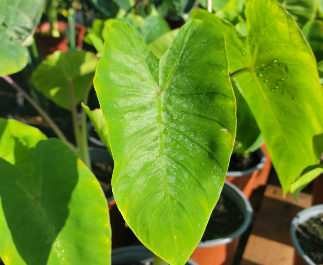 Colocasia Royal Hawaiian Maui de hojas grandes color púrpura oscuro