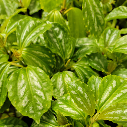 Planta-aluminio