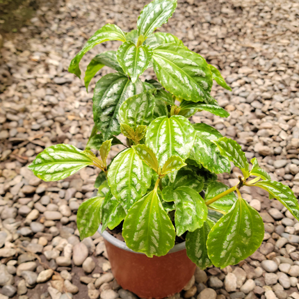 Pilea cadierei Planta de Aluminio con patrones plateados en hojas