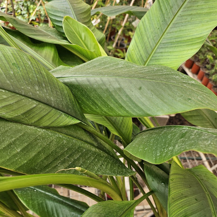 Platano-Musa-velutina