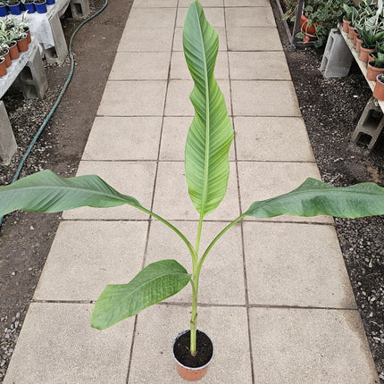 Banano rosado Musa velutina con hojas tropicales y frutos rosa