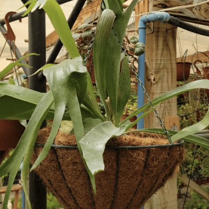 Cuerno de Alce (Platycerium); Variedades  | Gardekin Chile
