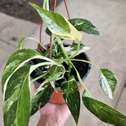 Poto variegado Epipremnum aureum con manchas amarillas