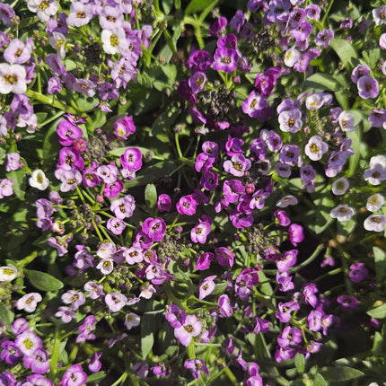 Alyssum Ramillete de Plata con pequeñas flores blancas melíferas
