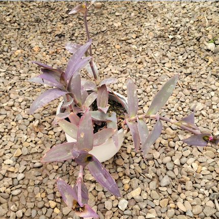 Tradescantia pallida Reina Púrpura de follaje violeta intenso