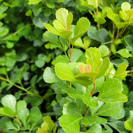 Rhus
