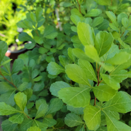Rhus-crenata