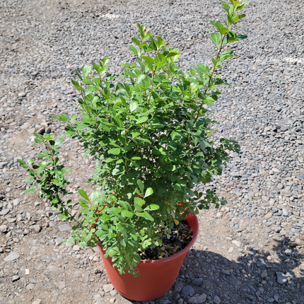 Rhus crenata arbusto denso ideal para formación de setos vivos