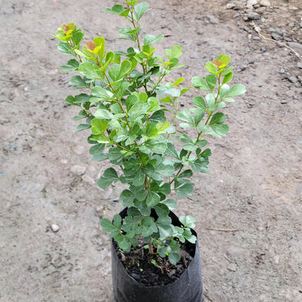 Variedad de Rhus ornamental para estructura de jardín exterior
