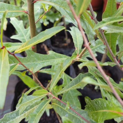 Roble Americano, Mediano (M21)  | Gardekin Chile