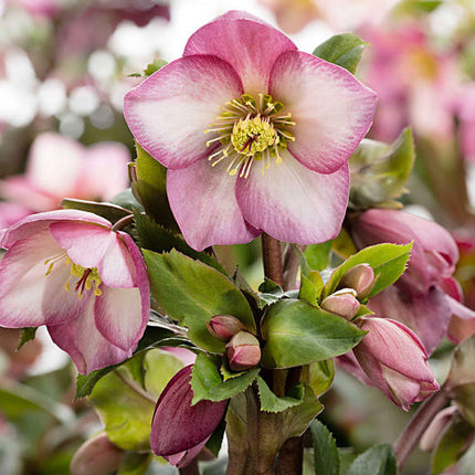 Rosa-de-cuaresma-Helleboro