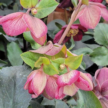 Helleborus Rosa de Cuaresma con flores acampanadas para sombra