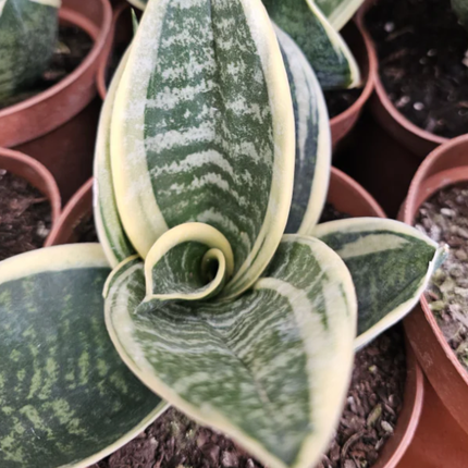 Sansevieria hahnii lengua de suegra pequeña de hojas cortas