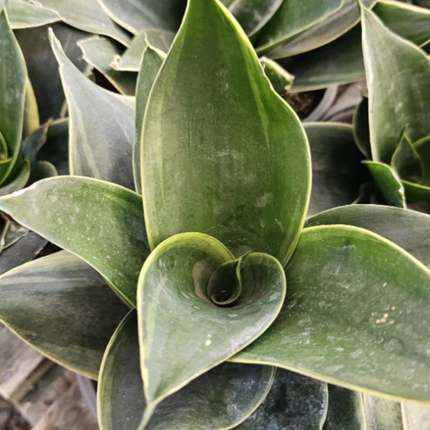 Lengua de Suegra (Sansevieria hahnii)  | Gardekin Chile