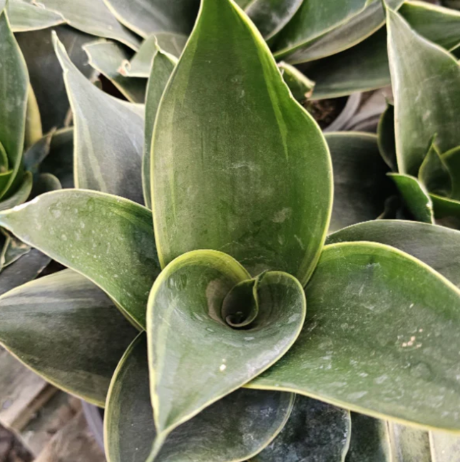 Lengua de Suegra (Sansevieria hahnii)  | Gardekin Chile