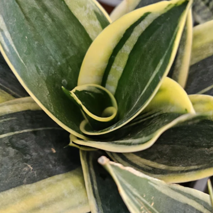 Lengua de Suegra (Sansevieria hahnii)  | Gardekin Chile