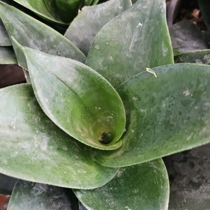 Lengua de Suegra (Sansevieria hahnii)  | Gardekin Chile