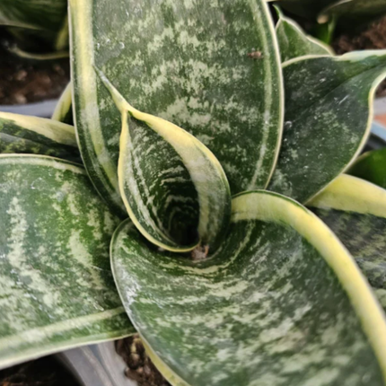 Lengua de Suegra (Sansevieria hahnii)  | Gardekin Chile