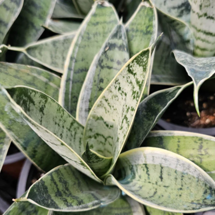 Lengua de Suegra (Sansevieria hahnii)  | Gardekin Chile
