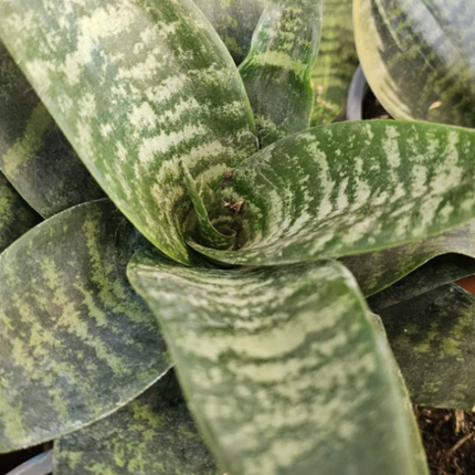 Lengua de Suegra (Sansevieria hahnii)  | Gardekin Chile