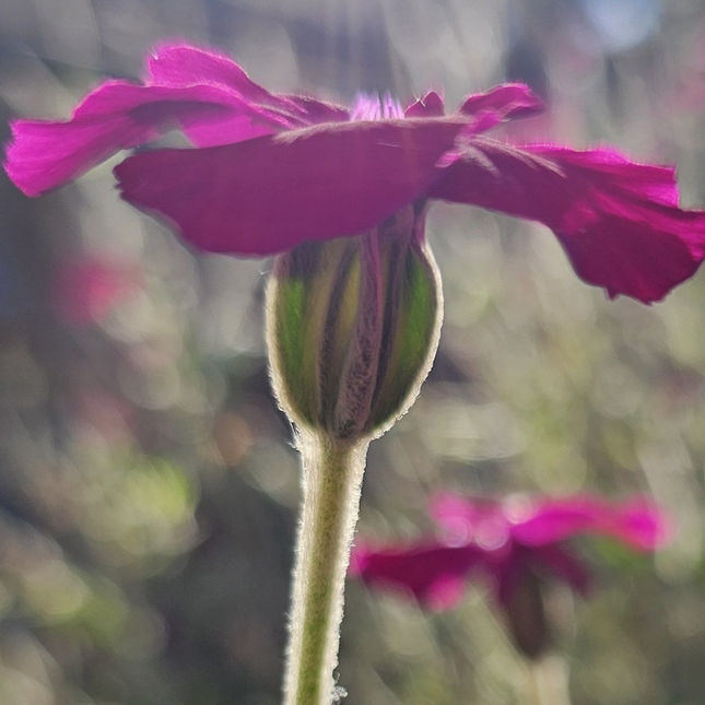 Clavel de Lanar (silene coronaria), Pequeña (M10) | Gardekin.com
