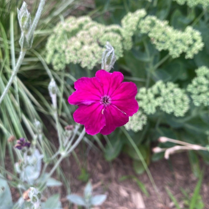 Clavel de Lanar (silene coronaria), Pequeña (M10) | Gardekin.com