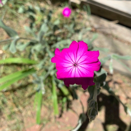 Clavel de Lanar (silene coronaria), Pequeña (M10) | Gardekin.com