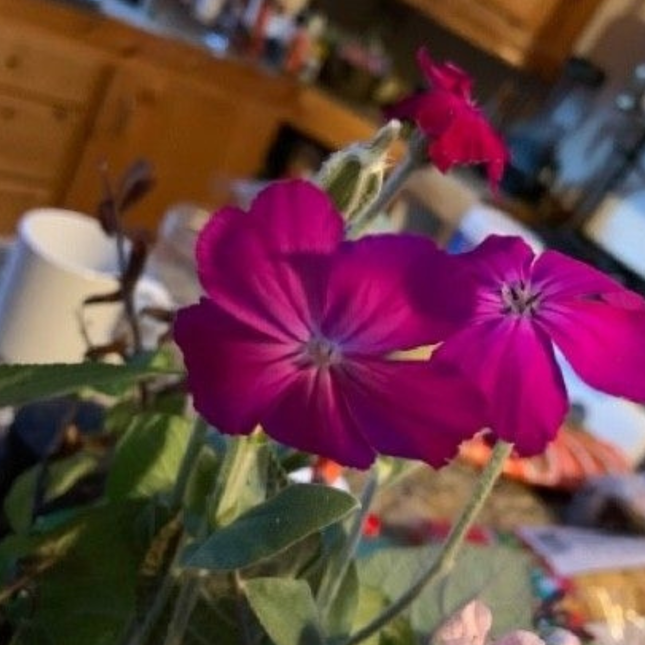 Clavel de Lanar (silene coronaria), Pequeña (M10) | Gardekin.com
