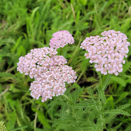 Achillea San Pedro Anastasia con flores amarillas en ramillete