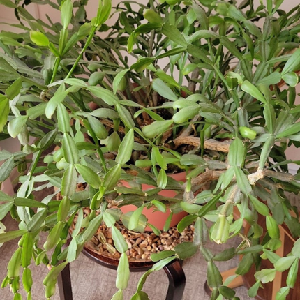 Cactus de Pascua (Schlumberguera), Pequeña (M12) | Gardekin.com