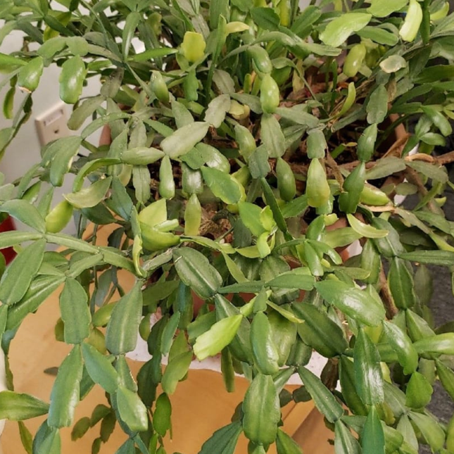 Cactus de Pascua (Schlumberguera), Pequeña (M12) | Gardekin.com