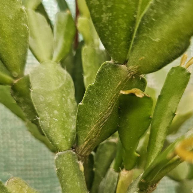 Cactus de Pascua (Schlumberguera), Pequeña (M12) | Gardekin.com