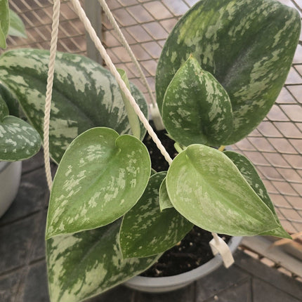 Scindapsus-pictus-exotica