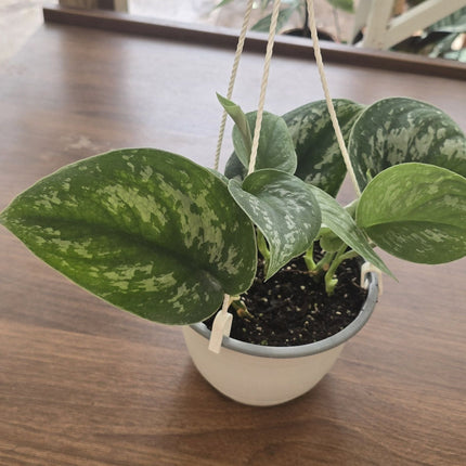 Scindapsus pictus Exotica de hojas grandes con manchas plata