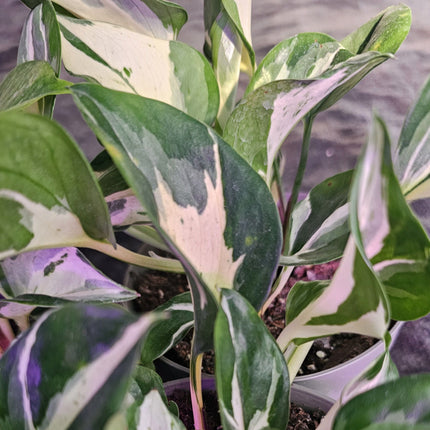 Epipremnum Manjula con hojas anchas y variegación crema y blanca