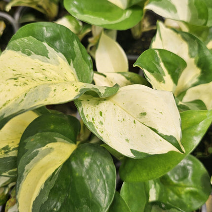 Epipremnum Manjula Aureo con parches amarillos y cremas