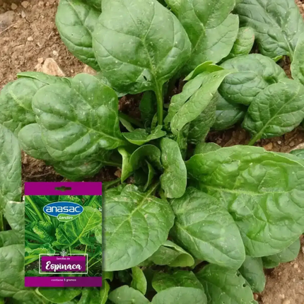 Semillas de Espinaca (5 GR) | Gardekin.com