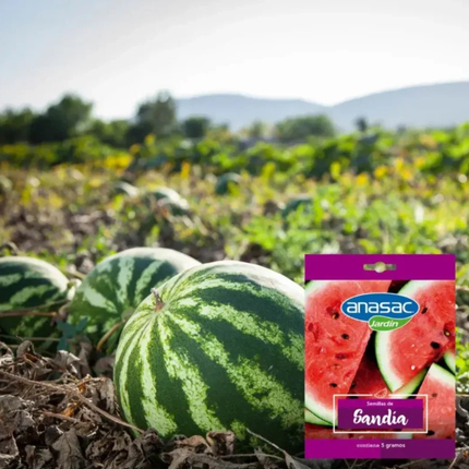 Semillas de Sandía (5 GR) | Gardekin.com