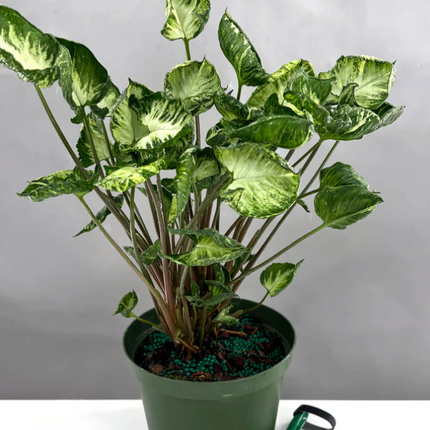 Syngonium Godzilla de hojas enrolladas y textura rugosa única