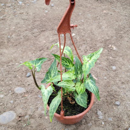 Pie de Ganzo (Singonio Podophyllium Batik) ; Pequeña (M13)  | Gardekin Chile