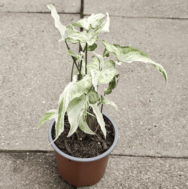 Singonio Starlite; Pequeño (M10) | Gardekin Chile