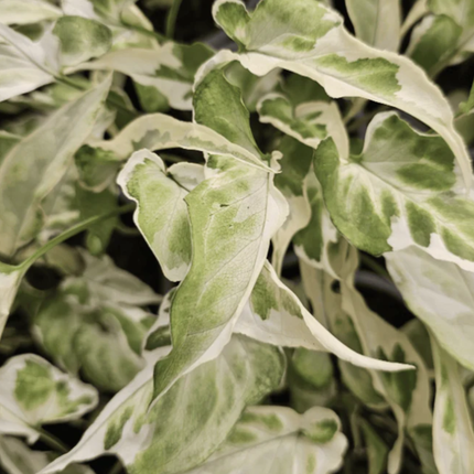 Syngonium Starlite de hojas pequeñas con bordes blancos