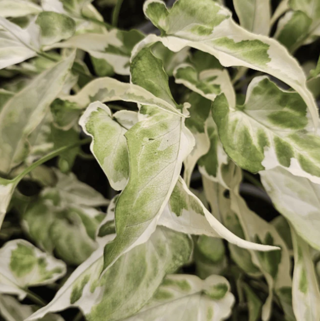 Syngonium Starlite de hojas pequeñas con bordes blancos
