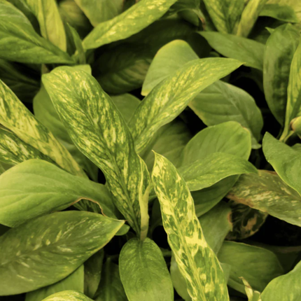 Cuna de Moisés con variegación blanca en hojas verdes brillantes